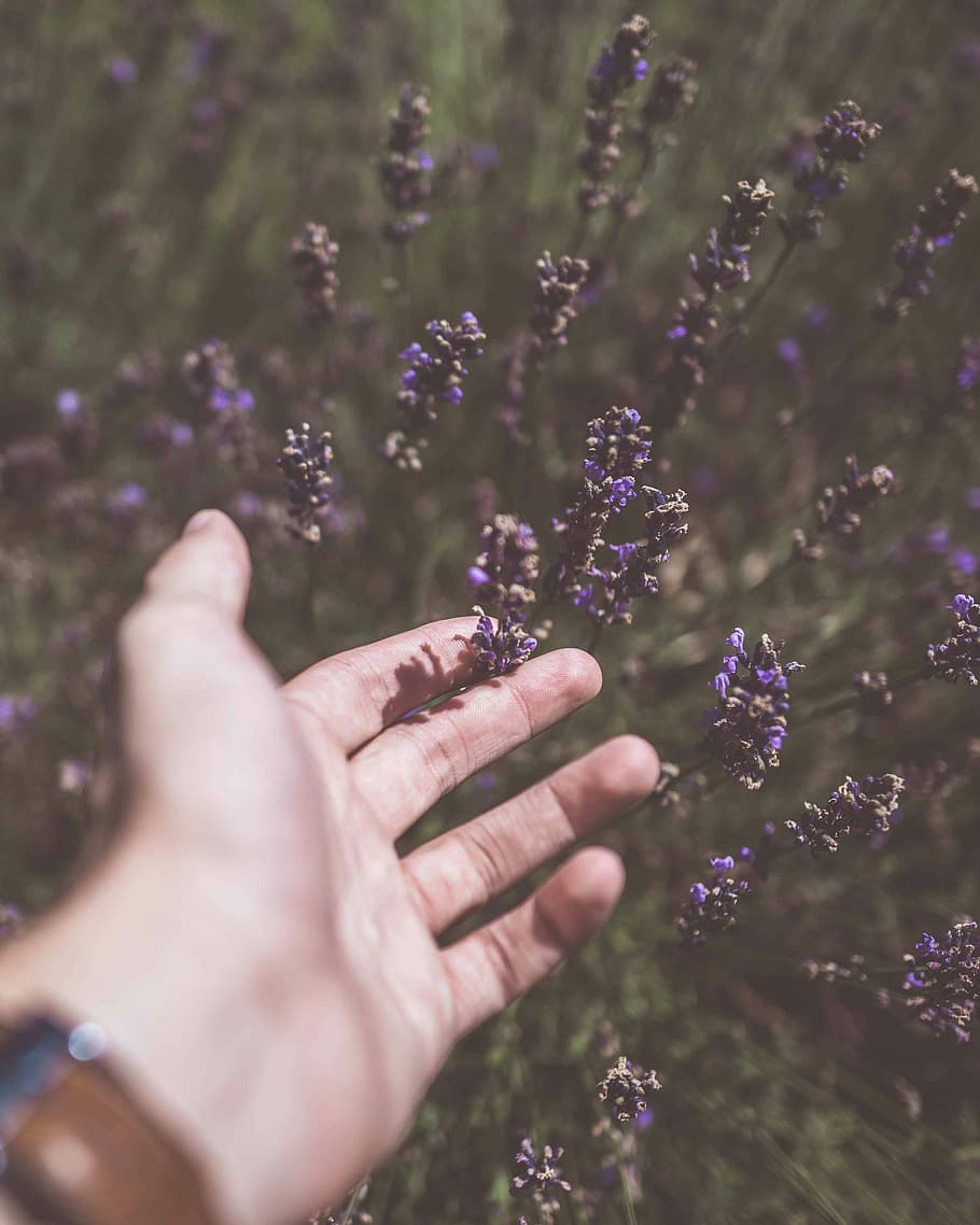 photo of person touching purple cluster flower, person holding lavender plant in blur lens photography