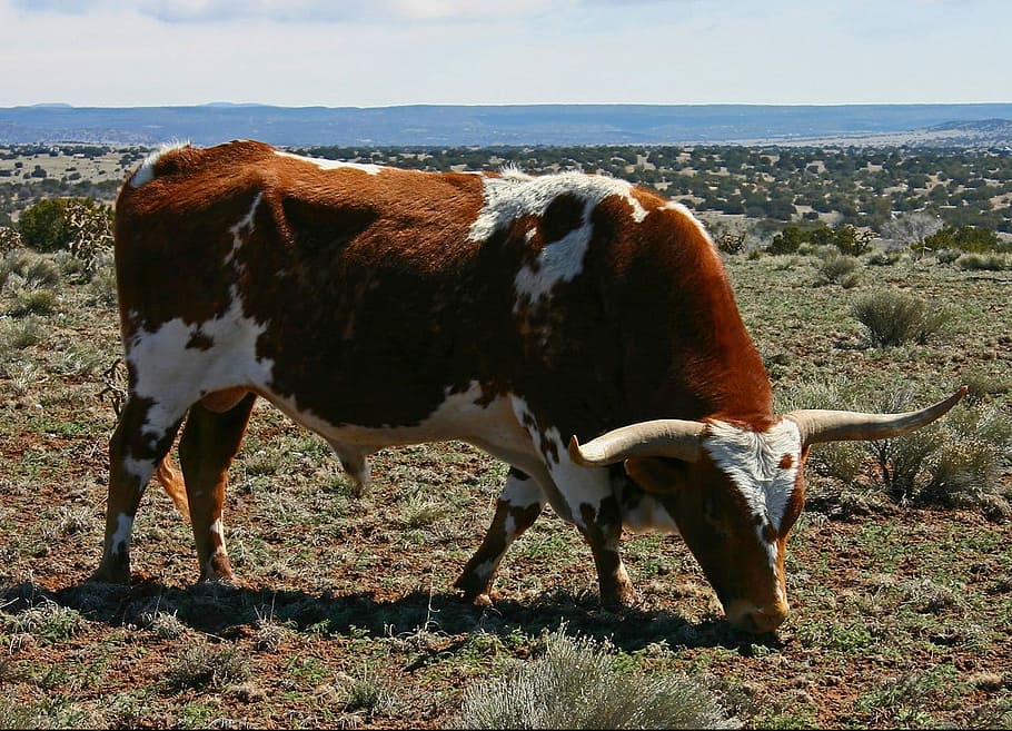 white and brown cow, Bull, Cattle, Bovine, Grazing, grass, pasture, HD wallpaper