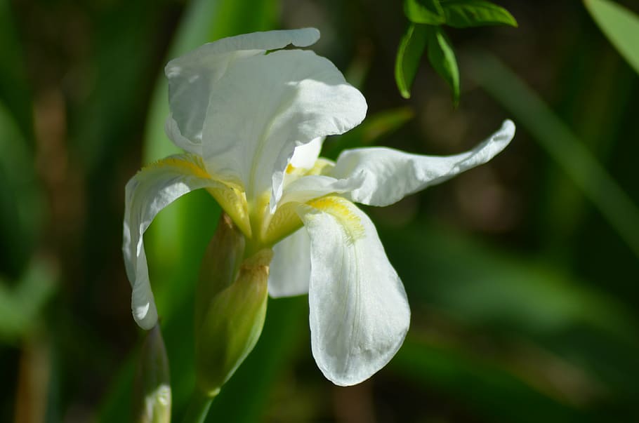 iris, white iris, flower, yellow and white, color, gardens HD wallpaper