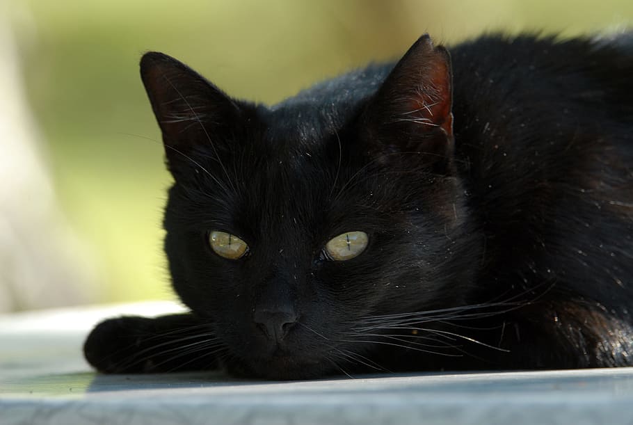 Black Cat, mieze, domestic cat, one animal, animal themes, pets HD wallpaper