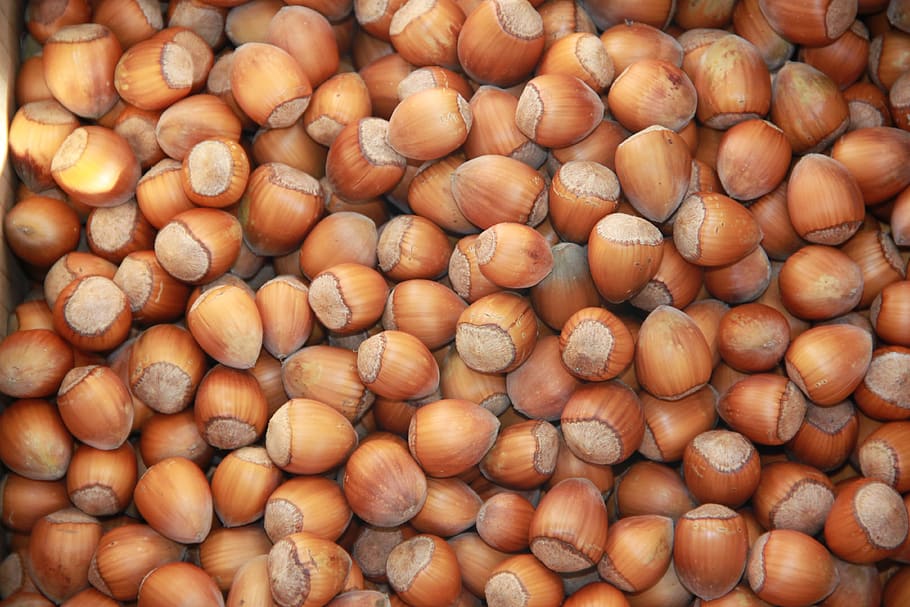 hazelnuts, autumn, shells, fruits, food, background, food and drink HD wallpaper