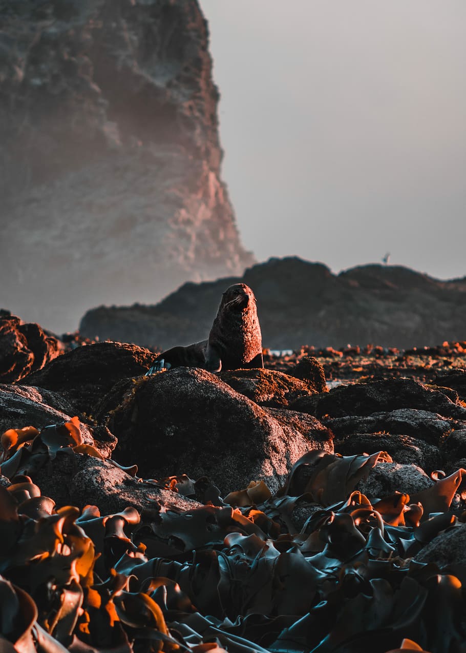 sealion surrounded by rocks during daytime, sea lion sitting on brown rock near mountain at daytime HD wallpaper