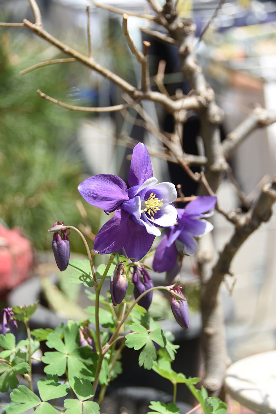 wildflower, behold, spring, plant, flowering plant, growth HD wallpaper