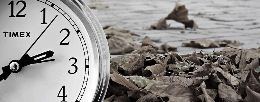 round silver-colored Timex analog watch near brown leaves, winter time HD wallpaper