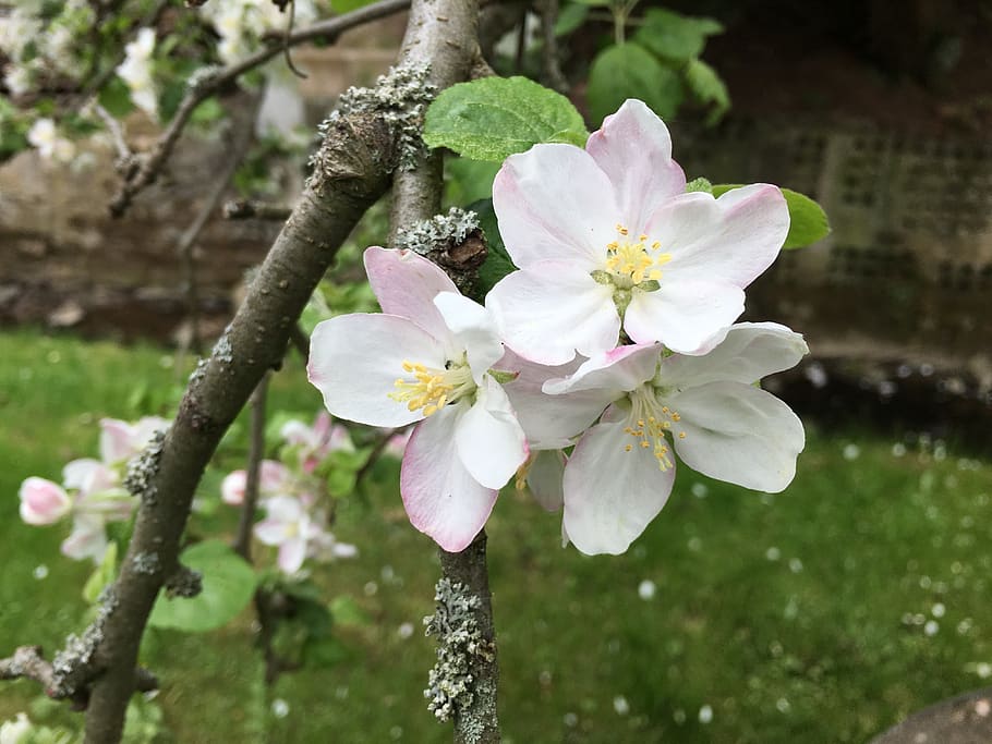 flower, nature, tree, plant, flowering plant, freshness, beauty in nature HD wallpaper