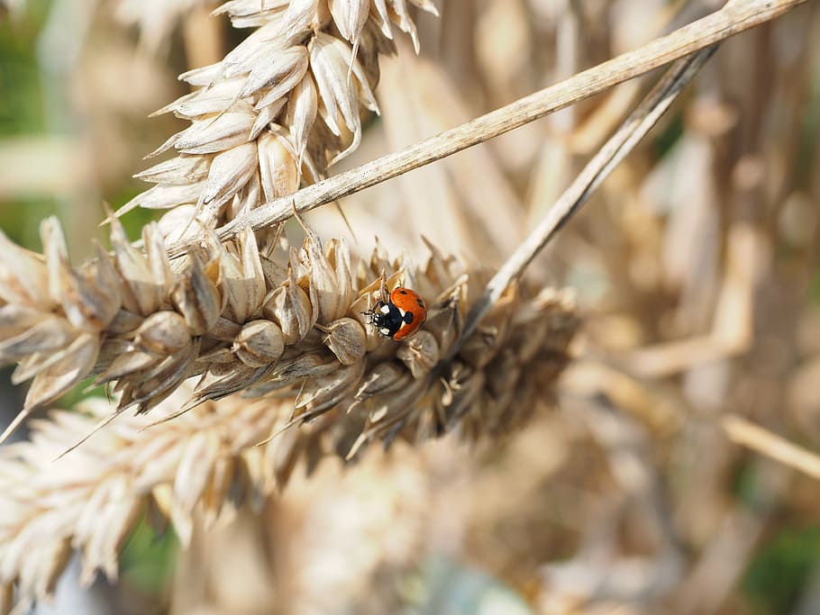 ladybug, beetle, siebenpunkt, coccinella septempunctata, animal, HD wallpaper