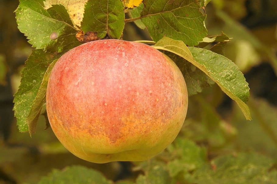 apple, apple tree, branch, ripe, kernobstgewaechs, fruit, food HD wallpaper