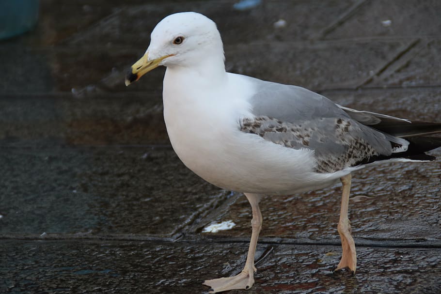gull, bird, portrait, walk, out, bill, marketplace, seagull HD wallpaper