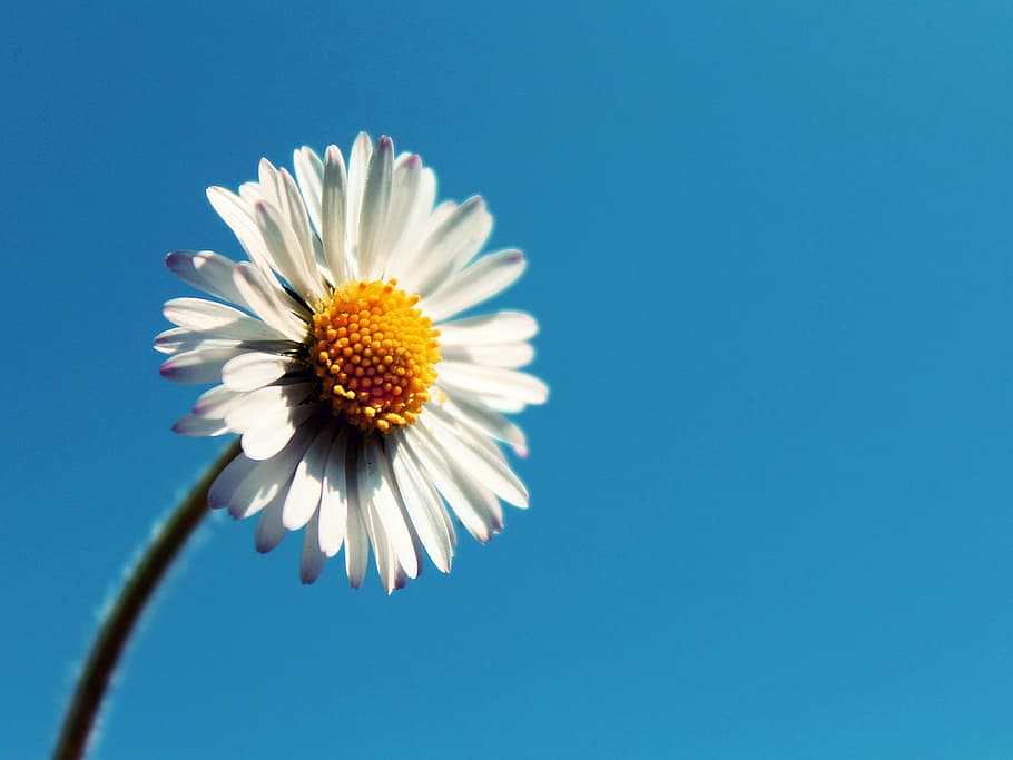 macro shot photography of white flowers, Daisy, Blossom, Bloom HD wallpaper