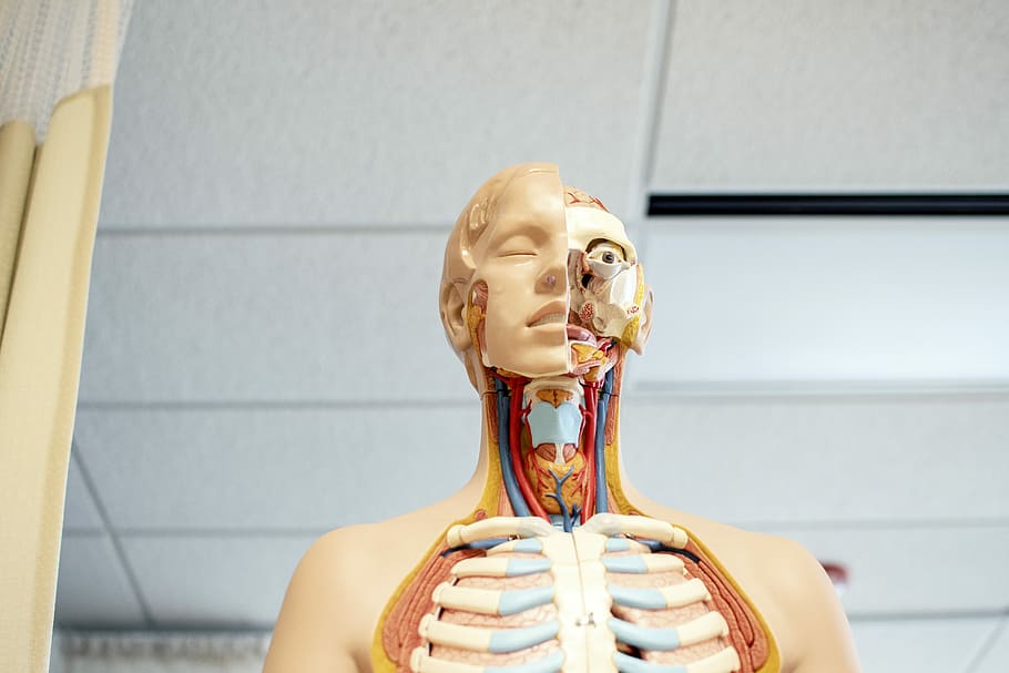 human anatomy figure below white wooden ceiling, human anatomy mannequin