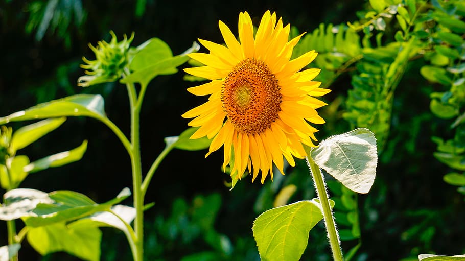 sunflower flower, nature, flowers, flowering plant, freshness HD wallpaper