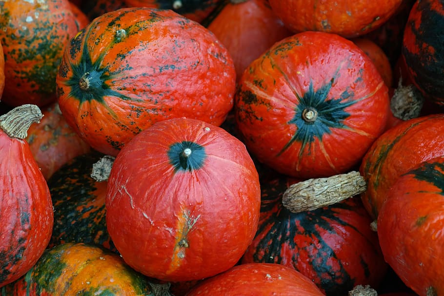 hokkaido, squash, kabocha, giant pumpkin, cucurbita maxima