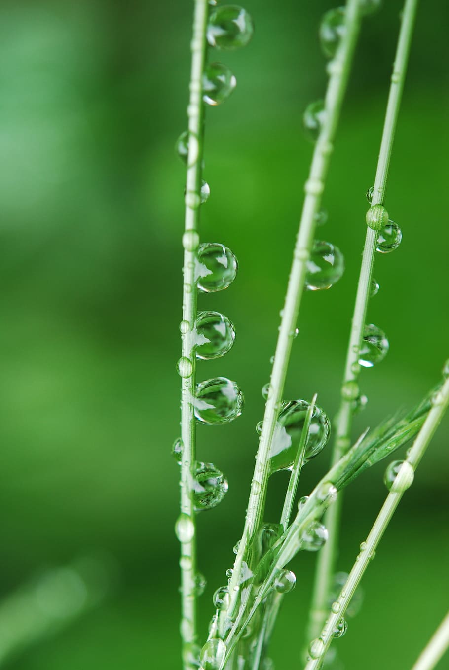 green, grass, water drops, field, natural, fresh, environment HD wallpaper