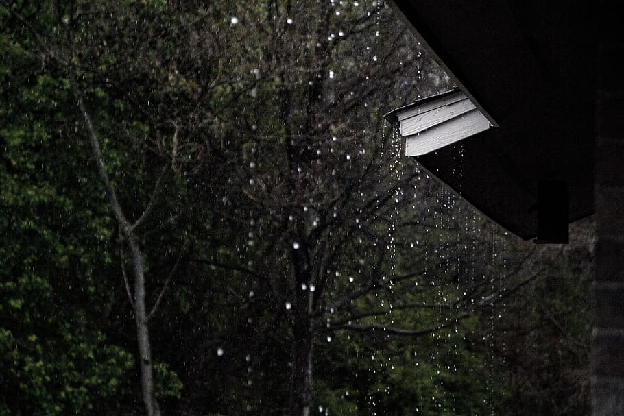 rain dropping from roof, time lapse photo of green leaf trees with rain dew HD wallpaper
