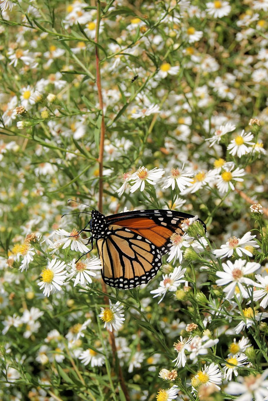 Monarch, Butterfly, Insect, Wing, wildlife, bug, bright, small HD wallpaper