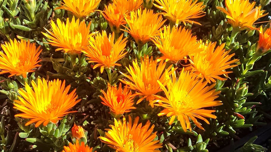 flowers, yellow, nature, spring, green, floral, plant, summer HD wallpaper