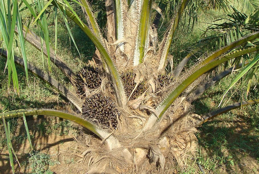 oil palm, fruit bunch, tree, vegetable oil, horticulture, karnataka, HD wallpaper