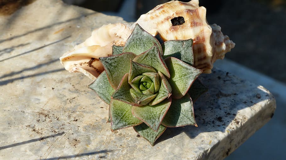 Succulent Plant, Shell, Composition, no people, close-up, day HD wallpaper