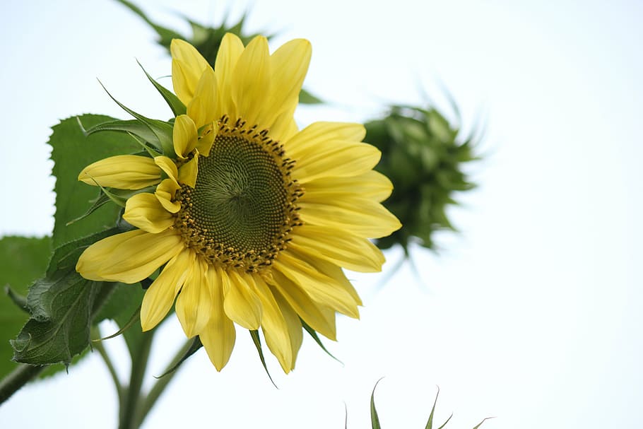 sunflower, yellow, nature, summer, plant, agriculture, outdoors HD wallpaper