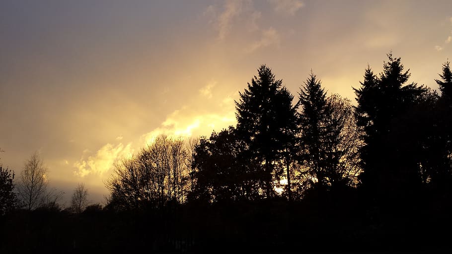 evening sun, shadow, against light, tree, plant, sky, silhouette HD wallpaper