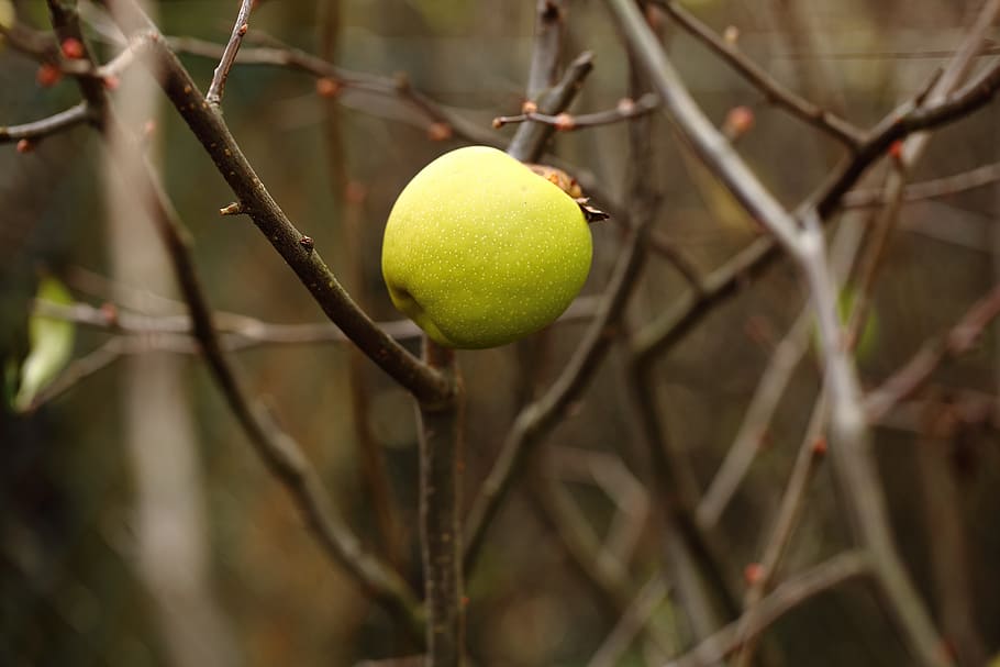 Apple, Branches, Tree, Colors, autumn, yellow, sport, outdoors HD wallpaper