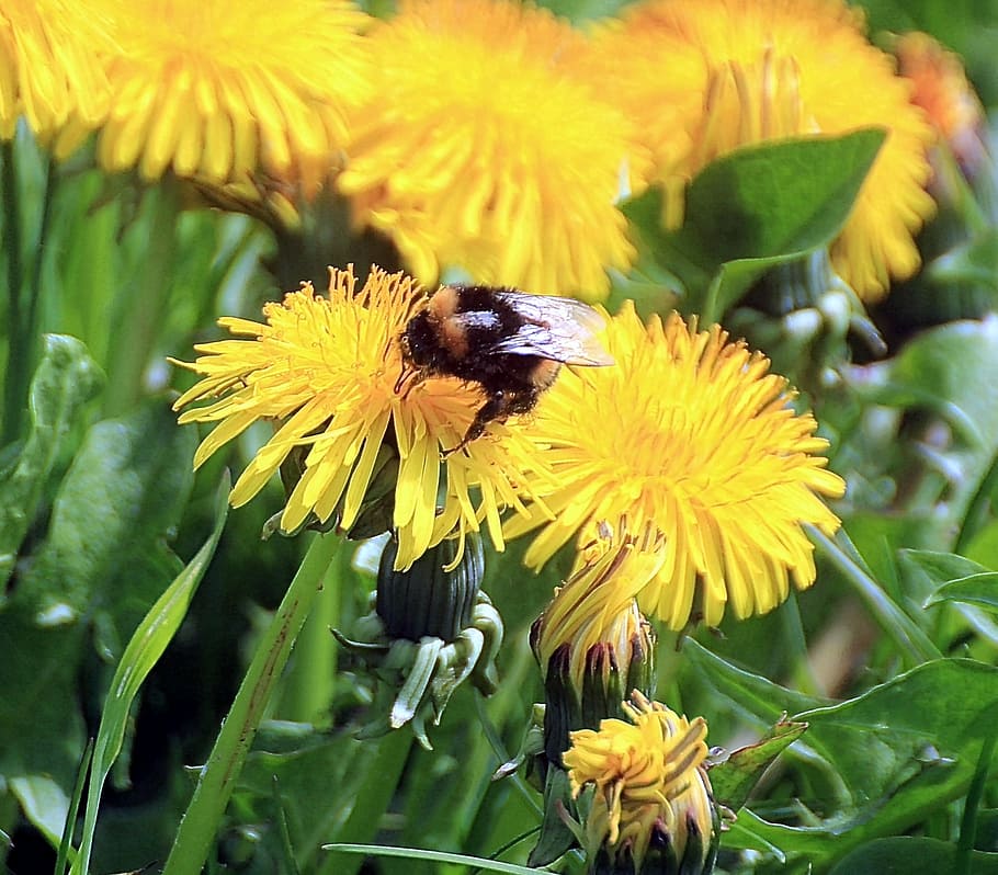 dandelion, taraxacum, ruderalia, taraxacum sect ruderalia, weed, HD wallpaper