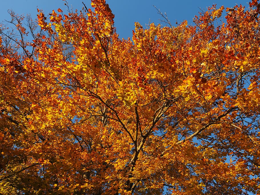 branch, leaves, beech, fall foliage, golden, fall color, colorful HD wallpaper