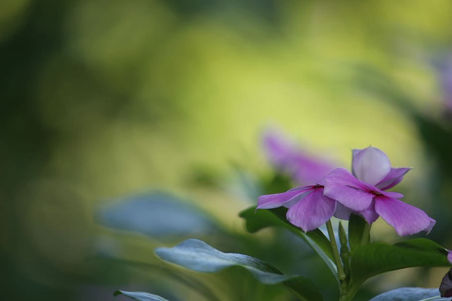 flower, nature, flora, leaf, blur, flowering plant, beauty in nature HD wallpaper