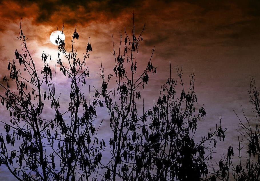 sky, forest, bush, clouds, tree, autumn, landscape, sun, moon HD wallpaper