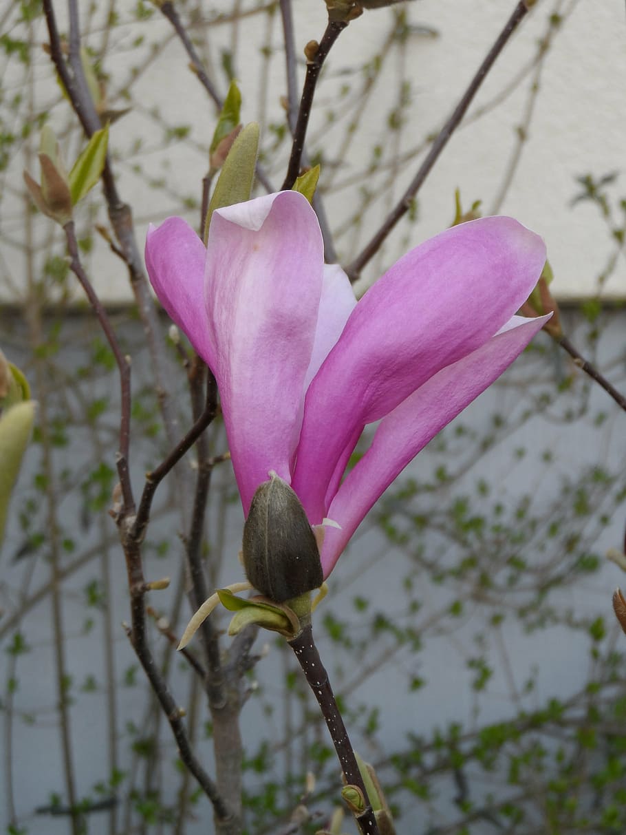 magnolia, blossom, bloom, pink, grow, plant, nature, seed plant HD wallpaper