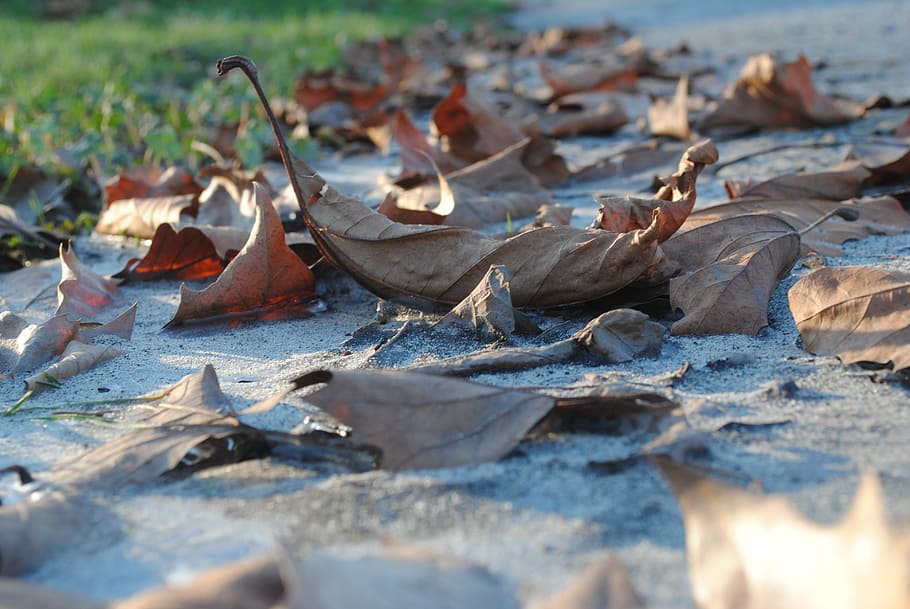 dead leaf, winter, nature, land, dry, selective focus, day HD wallpaper