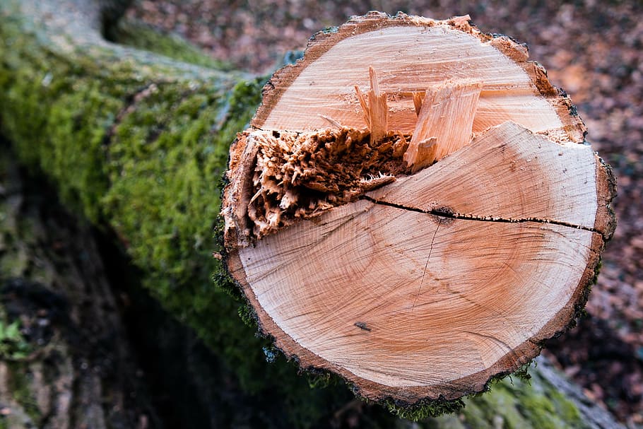 wood, tribe, log, tree, annual rings, cross section, fracture, HD wallpaper