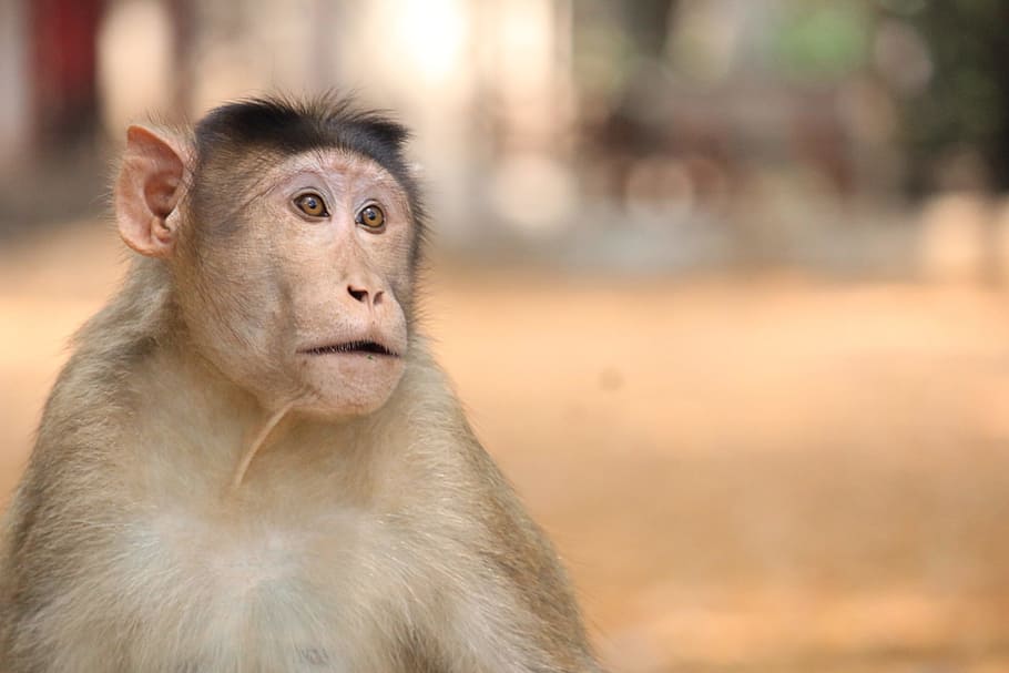 Monkey, Animals, Photography, ravitabh photography, focus on foreground HD wallpaper
