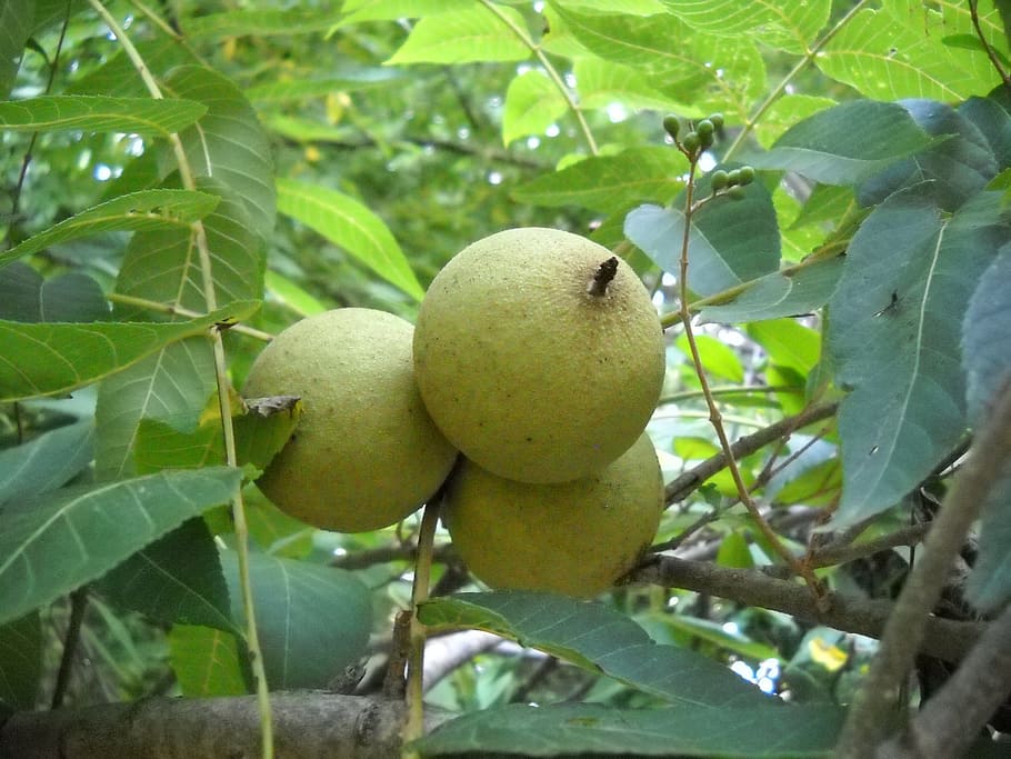 walnut, tree, leaves, fruit, leaf, plant part, healthy eating HD wallpaper