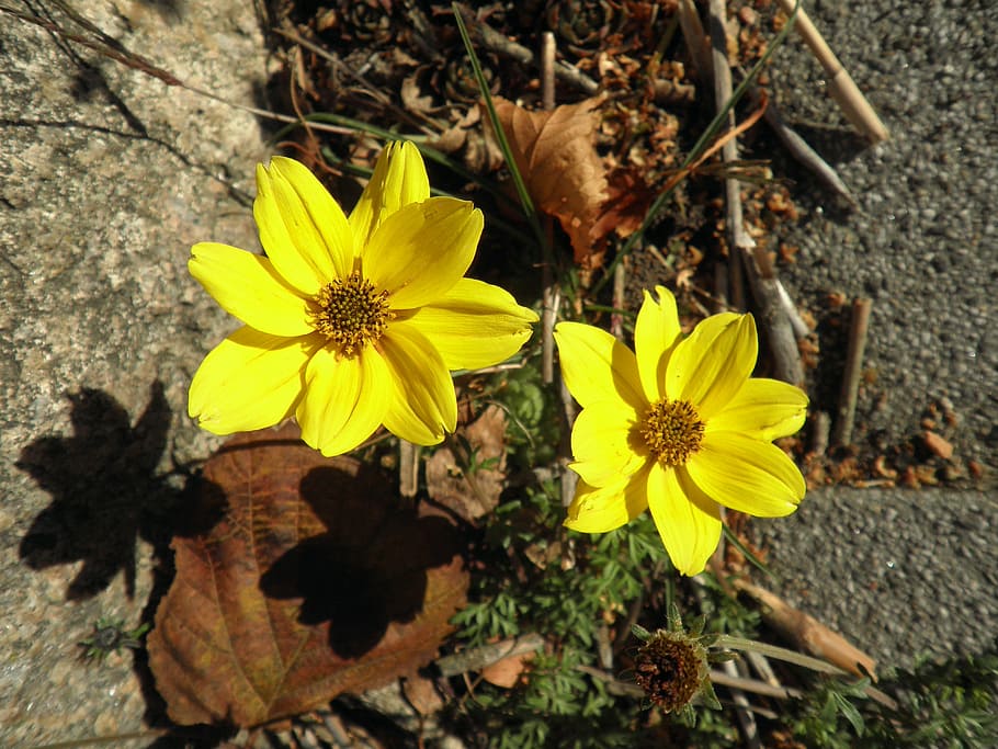flower, yellow, small, garden, nature, plant, blossom, bloom HD wallpaper