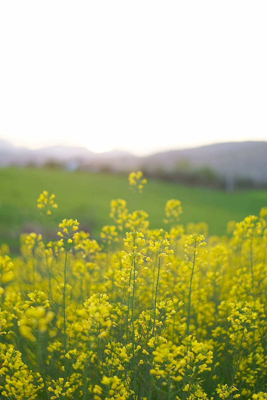 spring, flowers, spain, field, yellow, landscape, agriculture HD wallpaper