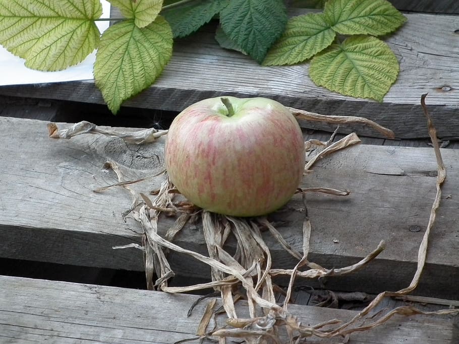 apple, fruit, ripe, green, tree, garden, grass, sheet, fresh HD wallpaper