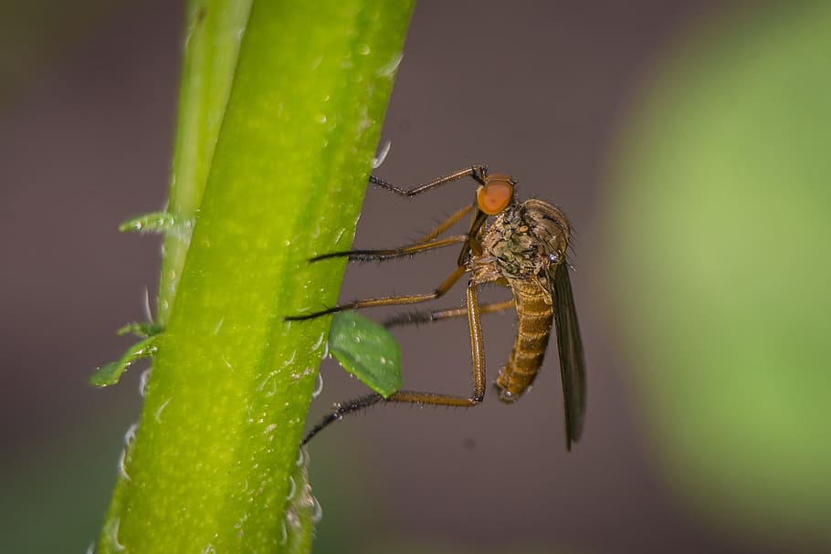 fly, macro, public record, insect, nature, close, animal, compound eyes HD wallpaper