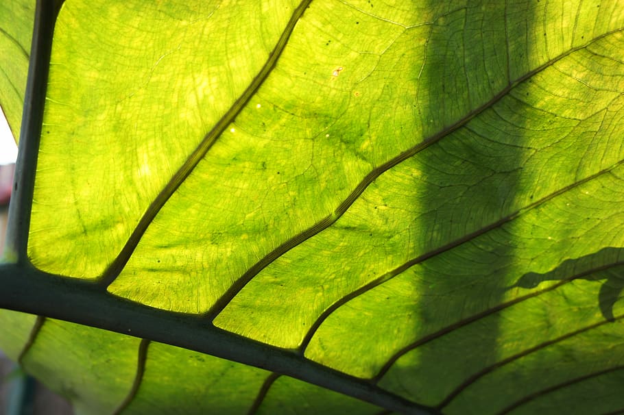Leaf, Veins, Green, Leaves, Foliage, botany, green color, close-up HD wallpaper