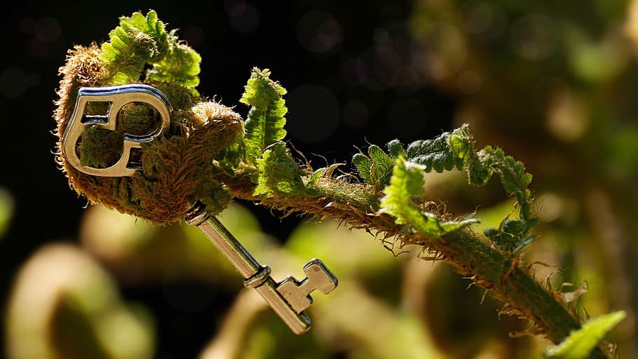 gray skeleton key on fern plant, unroll, decipher, young fern HD wallpaper