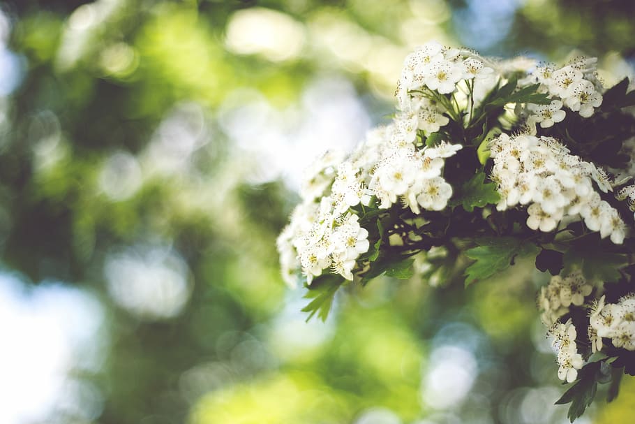 bloom, blooming, bokeh, flora, floral, flowers, nature, plant HD wallpaper