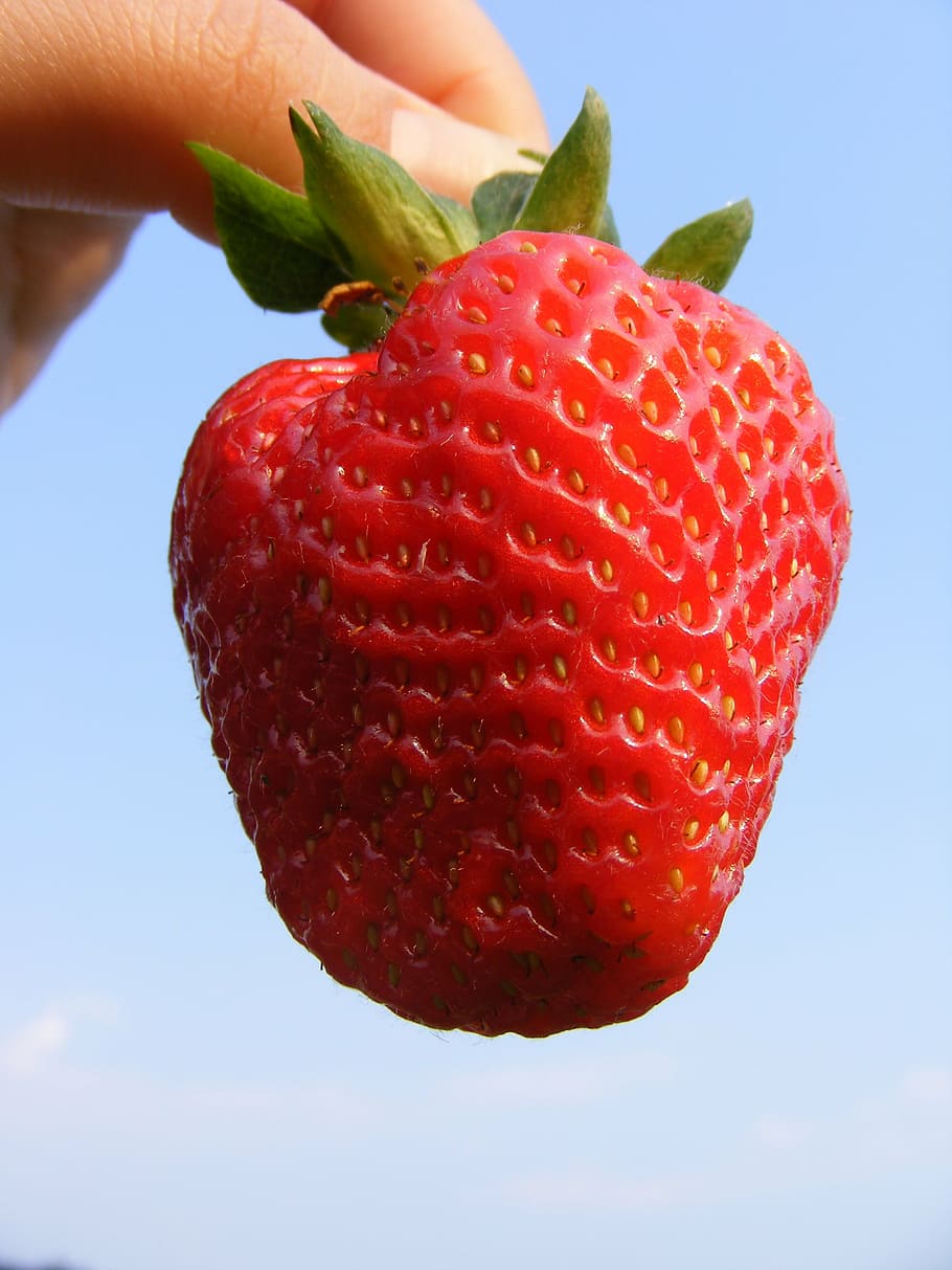 strawberry, fresh, red, hand, sweet, fruit, ripe, food, freshness HD wallpaper