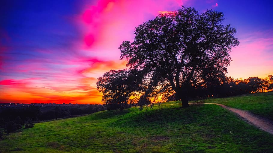 black and green tree at daytime, spain, sunset, colorful, trees HD wallpaper