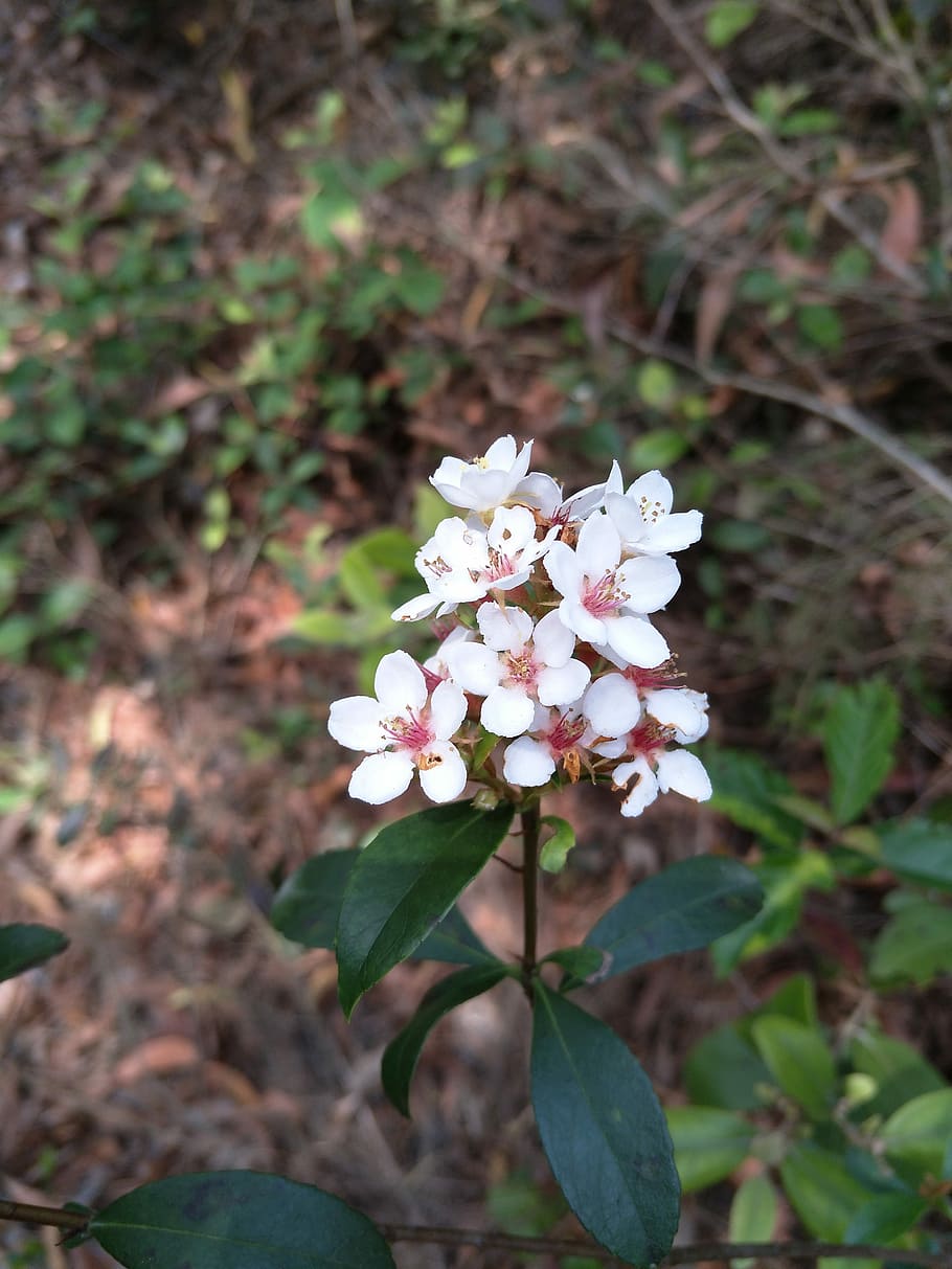 flower, leaf, petal, pretty, flowering plant, beauty in nature HD wallpaper