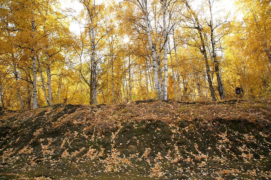 autumn, forest, trees, birch, golden autumn, fall colors, listopad HD wallpaper