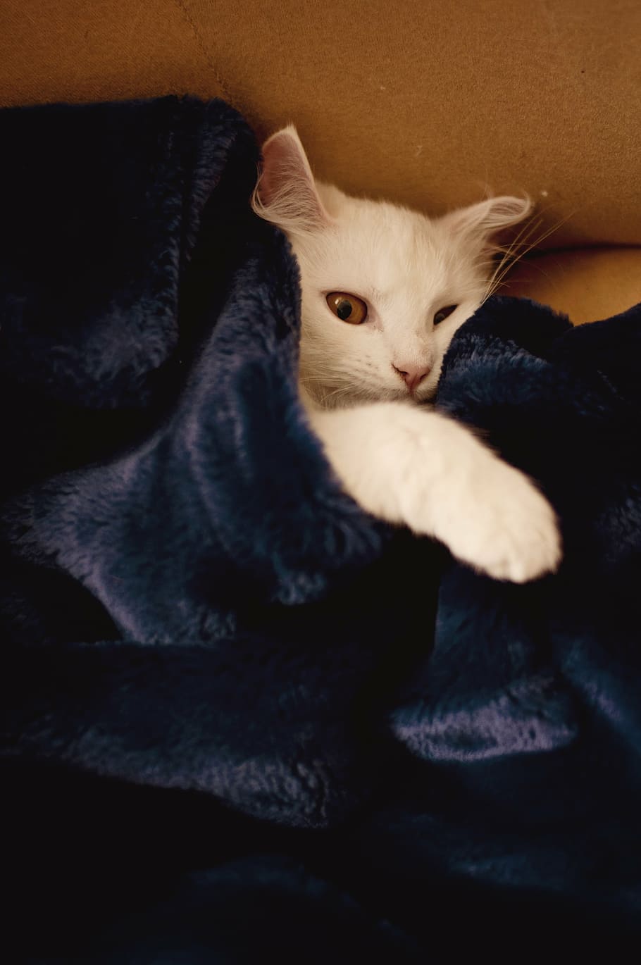 short-haired white cat lying on bed covered with blue blanket HD wallpaper