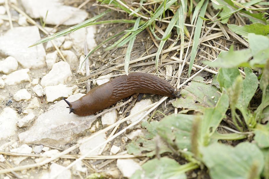 slug, snail, crawl, away, slowly, mollusk, brown, gastropod HD wallpaper