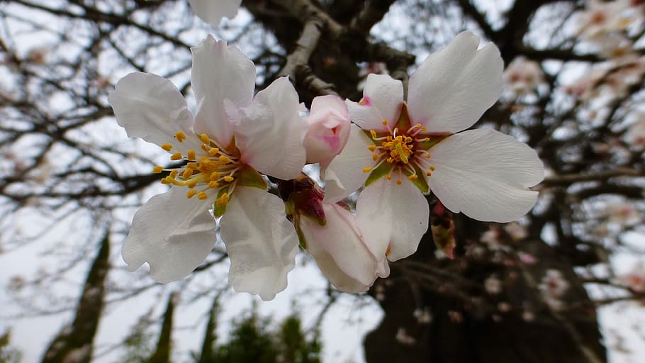 flower, tree, branch, nature, season, plant, fulfillment, flowering plant HD wallpaper