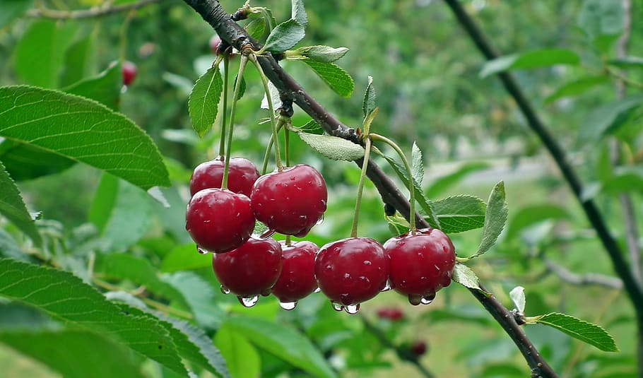 red cherries in selective focus photography, fruit, sprig, nature HD wallpaper