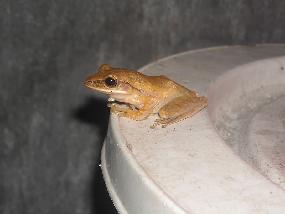 Frog, Brown, Closed, Bucket, Wall, one animal, animal themes HD wallpaper